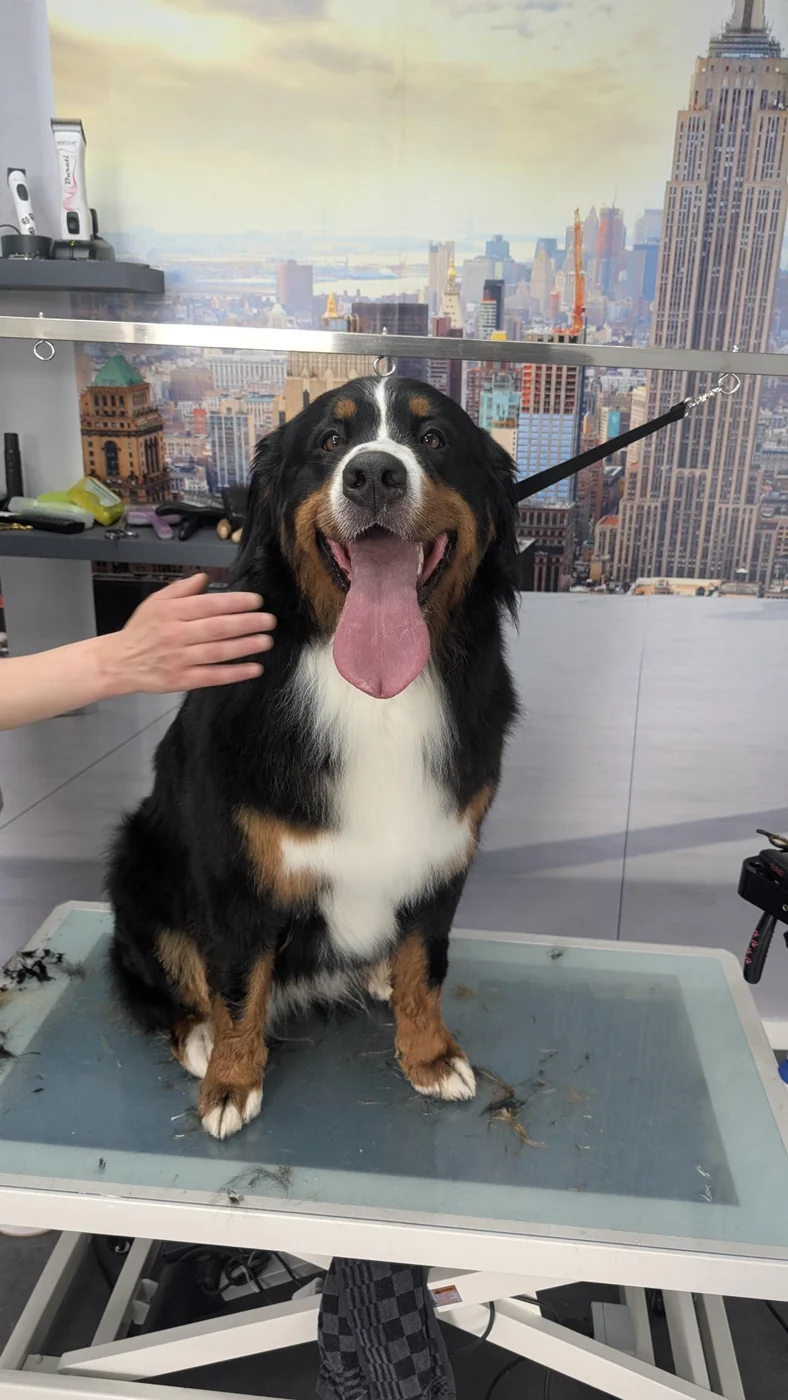 Berner Sennenhund auf dem Pflegetisch im Salon Anna