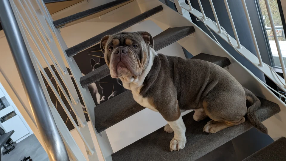 Bulldogge im Salon neben der Treppe