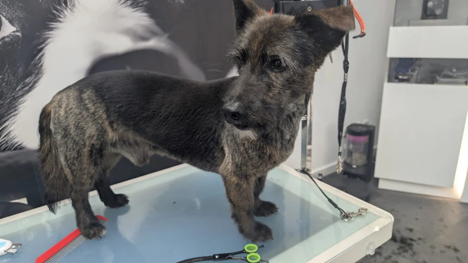 Hund nach der Fellpflege auf dem Pflegetisch