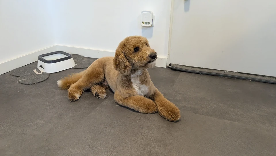 Gepflegter Hund auf dem Boden im Salon