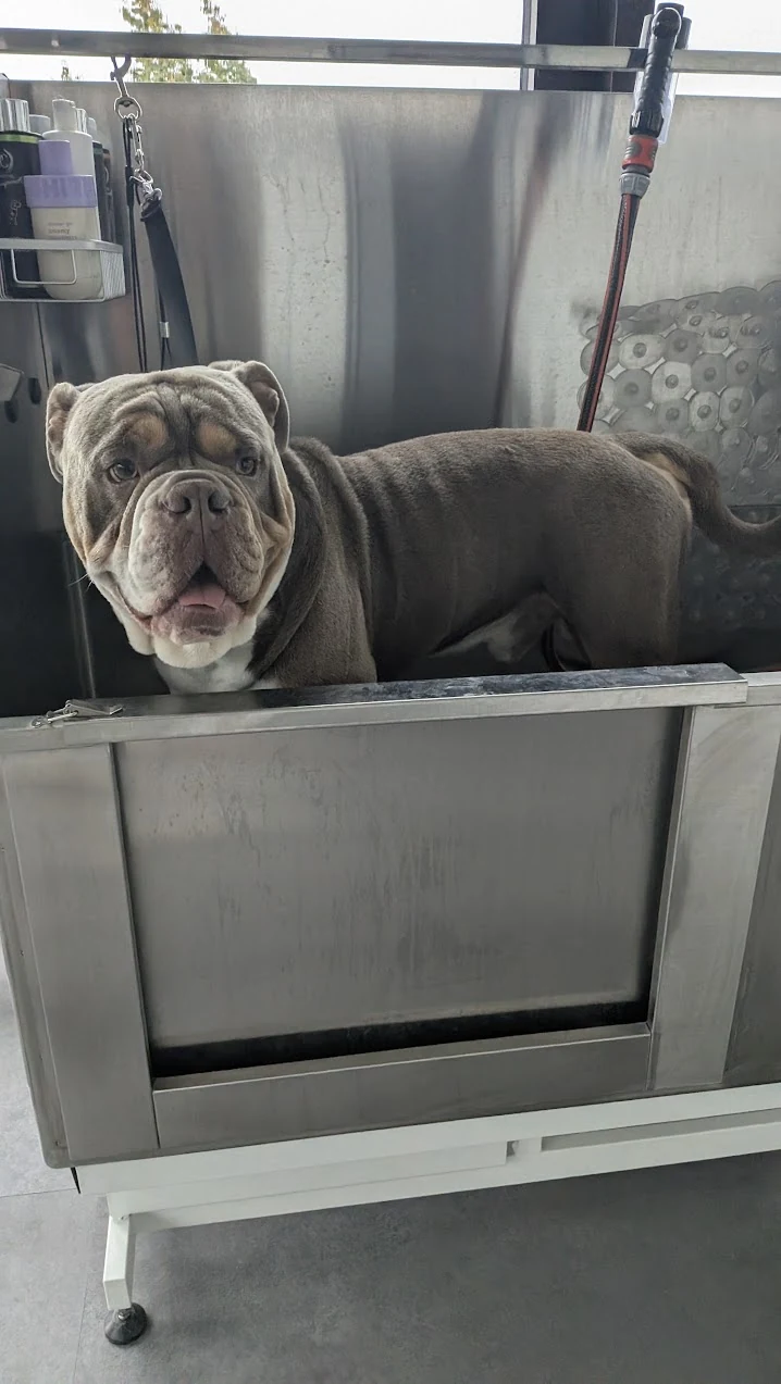 Großer Hund in der Hundebadewanne des Salons