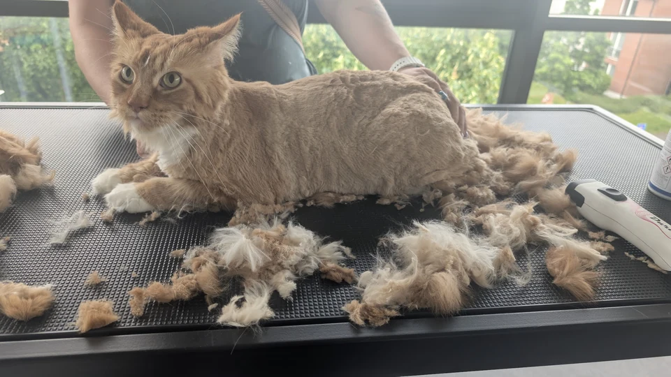 Katze bei der Fellpflege auf dem Pflegetisch