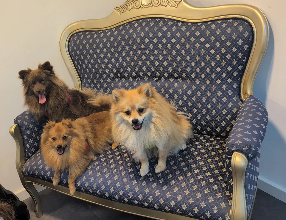 Drei Spitz-Hunde auf dem Sofa im Salon