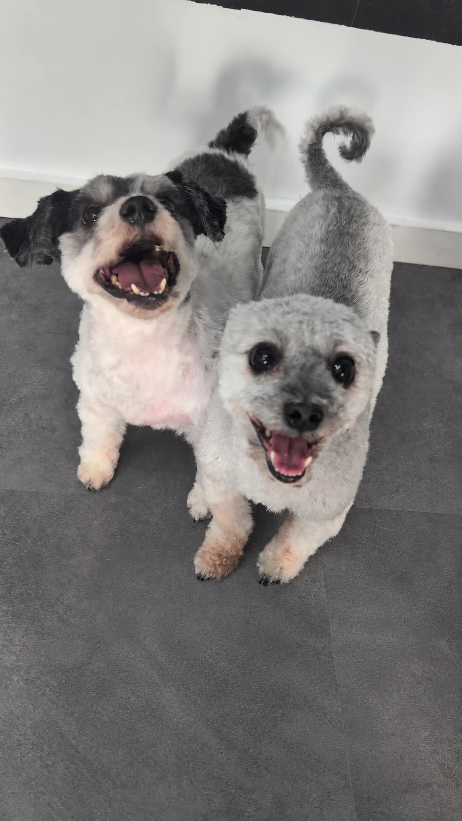 Zwei kleine gepflegte Hunde im Salon