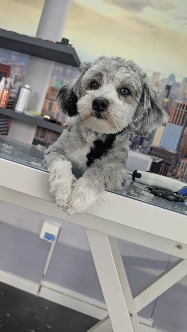Kleiner weiß-grauer Hund auf dem Pflegetisch