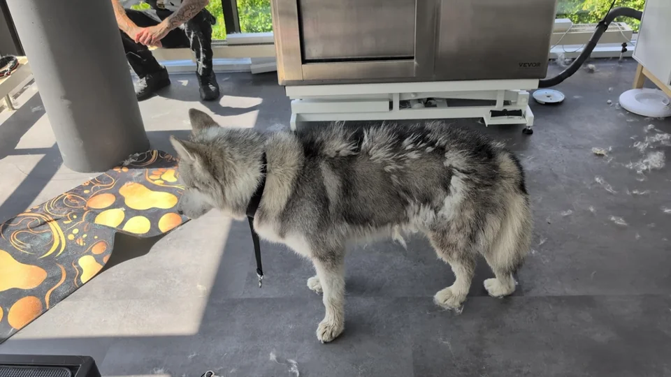 Hund mit dichtem Fell im Salon