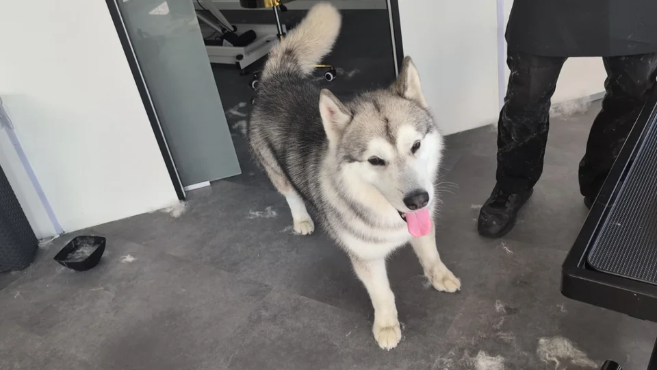 Husky im Salon Anna