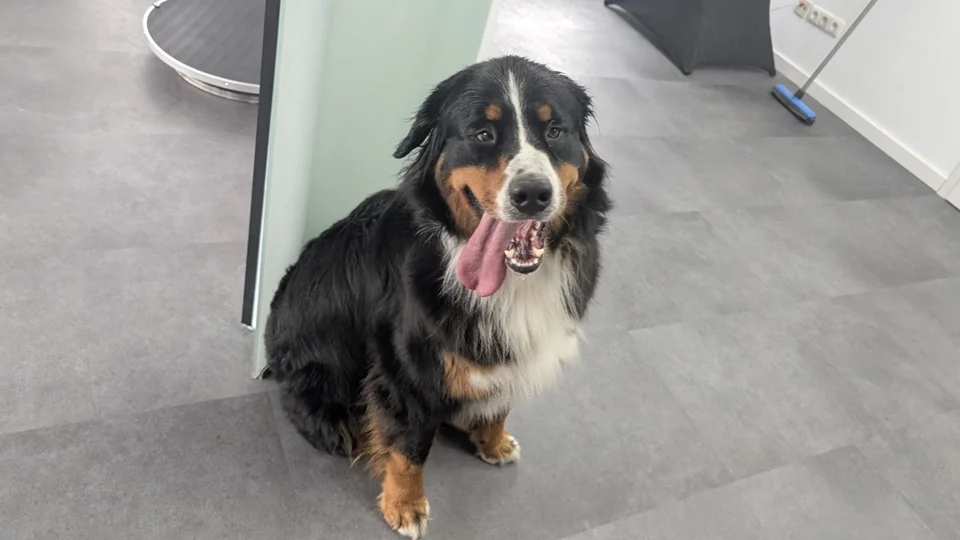 Berner Sennenhund sitzt im Salon
