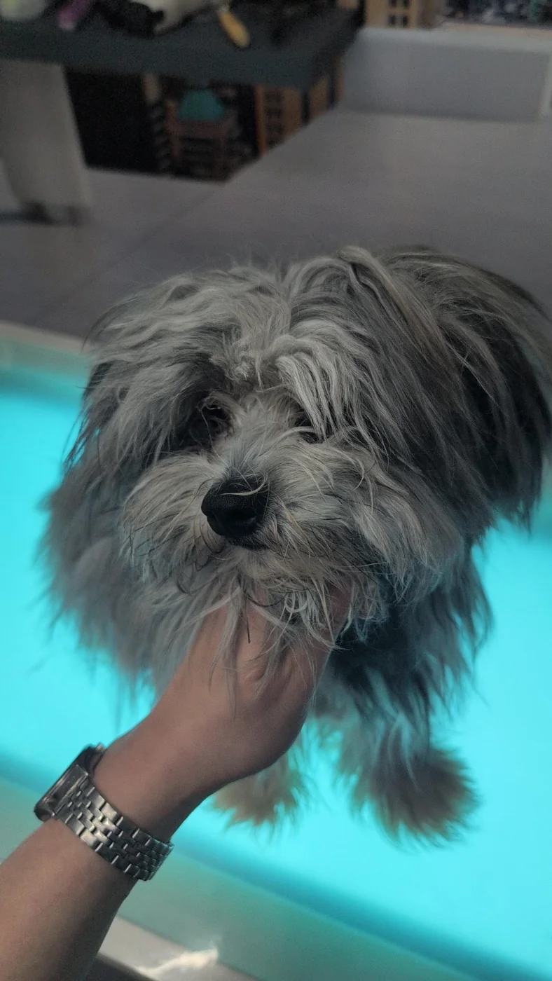 Kleiner langhaariger Hund auf dem Pflegetisch